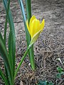 Sternbergia lutea side-view flower