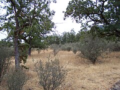 Oak savanna on Lower Table Rock