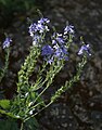 Großer Ehrenpreis (Veronica teucrium)