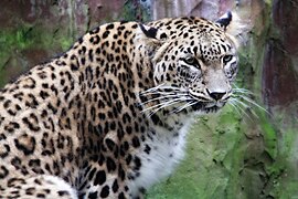 Persischer Leopard