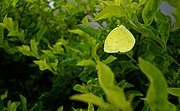 Common Grass Yellow (Eurema hecabe)