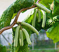 Corylus avellana ‘Contorta’