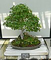 Acer buergerianum bonsai