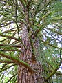 Gebirgs-Mammutbaum im Alten Park