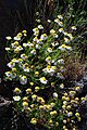 Argyranthemum adauctum subsp. palmensis