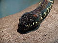 Boelen python Python molurus bivittatus at Wilmington's Serpentarium