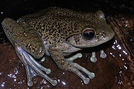 Boophis goudotii