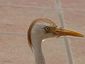 Kuhreiher Cattle Egret