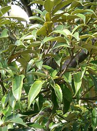 C. sieboldii leaves