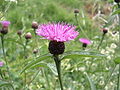 Centaurea jacea.