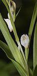 Flower in Mount Haku