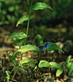 Commelina communis