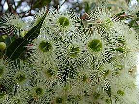 Red Bloodwood (Corymbia gummifera)