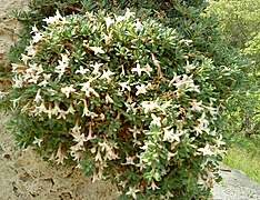 Daphne jasminea