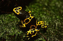 Dendrobates leucomelas