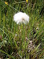 Eriophorum scheuchzeri