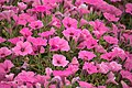 Pink Petunia in Holambra - Brazil