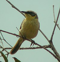 Grey-headed honeyeater perched on a twig