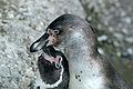 Humboldtpinguine (Spheniscus humboldti)