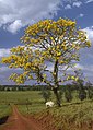 en:Valledupar, en:Tabebuia_chrysantha, en:Tabebuia_chrysotricha