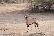 De gemsbok, waar de originele parken naar vernoemd zijn, staand in een droge rivierbedding