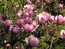 Η Magnolia × soulangeana.