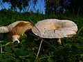 !!Lactarius torminosus!!