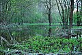 Morava kıyı bölgesi yakınlarında bulunan ormanda sel baskını