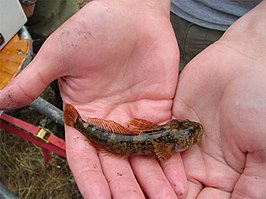 Cottus leiopomus