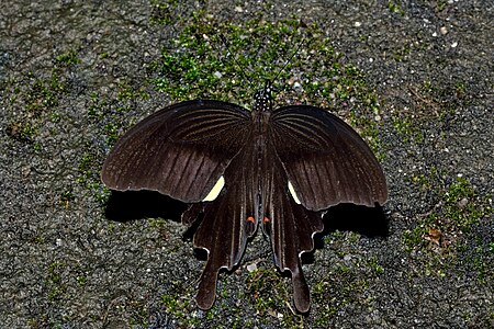 Dorsal view