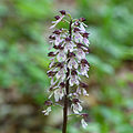 Purpur-Knabenkraut (Orchis purpurea)