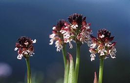 Aangebrande orchis