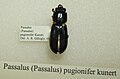 Passalus pugionifer