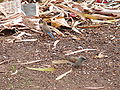 Graukopfsperling Grey-headed Sparrow