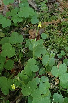 A small buttercup against green foliage