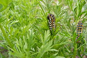 Rupsjes van de koninginnepage op worteltjes in de biologische tuin