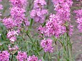 Gewöhnliche Pechnelke (Lychnis viscaria), Blüten