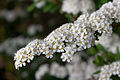 Spiraea arguta