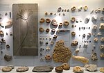 Paläontologisches Museum der Universität Zürich