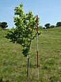 'Wingham' poor growth on chalk, 2 m (6 ft 7 in) in 10 years