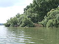 Weichholzaue der Insel Horn, bei leichtem Sommerhochwasser