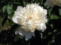 A white peony