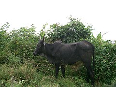 Zebu