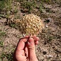 Yarrow inflorescence after seed fall