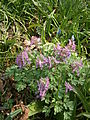 Corydalis solida