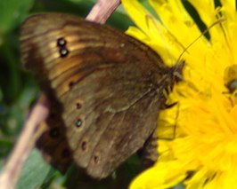 Erebia epipsodea