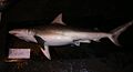 Finetooth shark (Carcharhinus isodon)