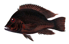 Geophagus obscurus