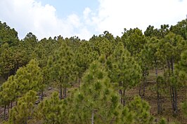 Pinus roxburghii