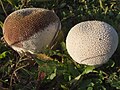 Lycoperdon perlatum